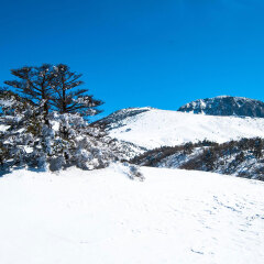 232_济州岛_汉拿山