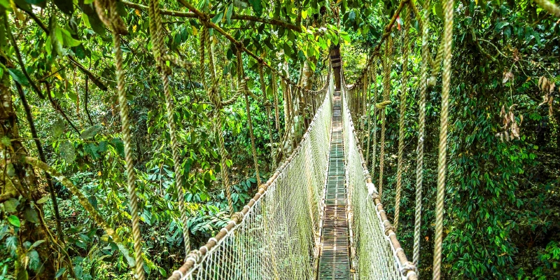 西双版纳望天树空中走廊