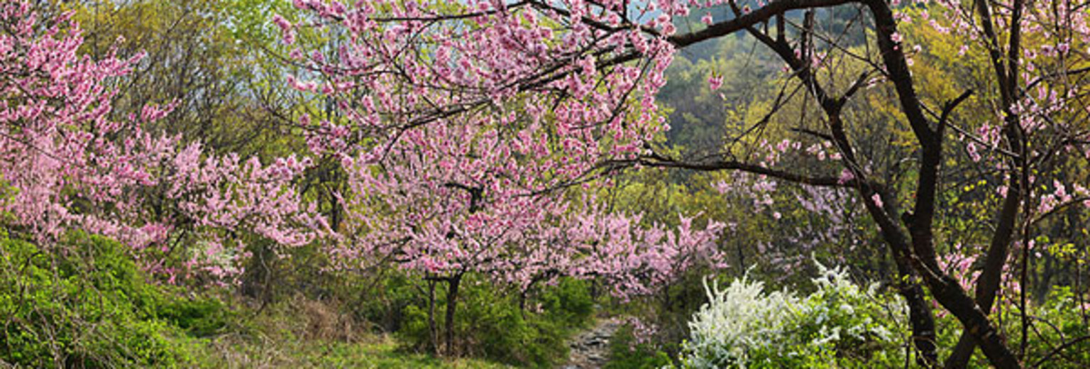 惠来百花山图片