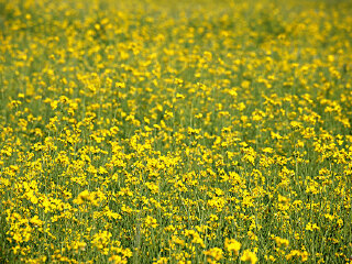 美丽乡村生态旅游区