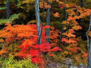 长白山红松阔叶混交林