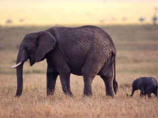 埃托沙国家公园