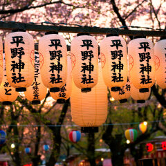 236_京都_平野神社