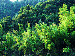 龙头山森林公园