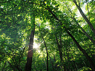 沙湾滴水岩森林公园