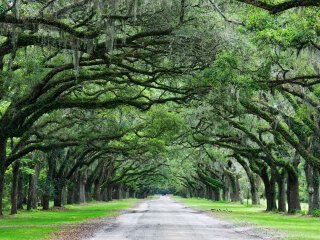 英国人林荫大道