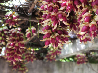 天鹿湖森林公园