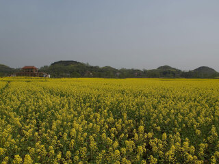 潼南油菜花景区