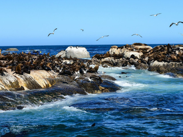 南非莫塞尔湾图片