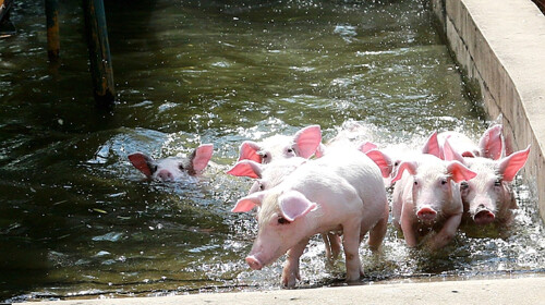 动物大世界表演(表演项目有小猪赛跑,大笨猪跳水,小狗杂技)