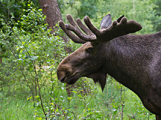 明斯特阿尔卫特动物园