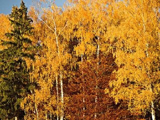 奥格斯堡西部森林自然公园