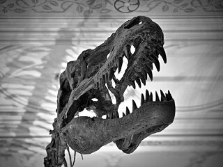 深圳古生物博物馆