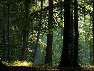 迪斯特布鲁克丛林