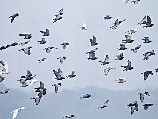 广东南澳候鸟省级自然保护区