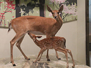 自然历史博物馆