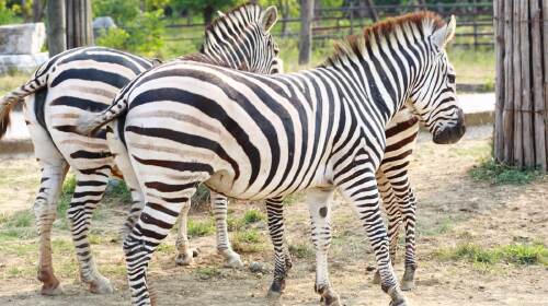 [端午] 常州淹城野生动物世界-国际大马戏1日游>亲子