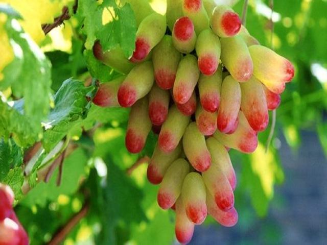  吐鲁番火焰山-坎儿井-葡萄沟-柏孜克里克千佛洞-火焰山大峡谷汽车1