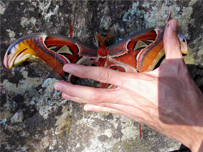 世界上最大的飞蛾你见过吗!