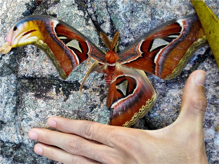 世界上最大的蛾子图片