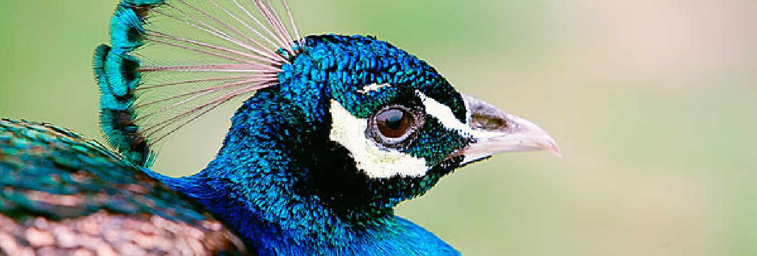 新会动物园旅游攻略