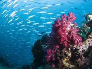 徐闻珊瑚礁国家级自然保护区