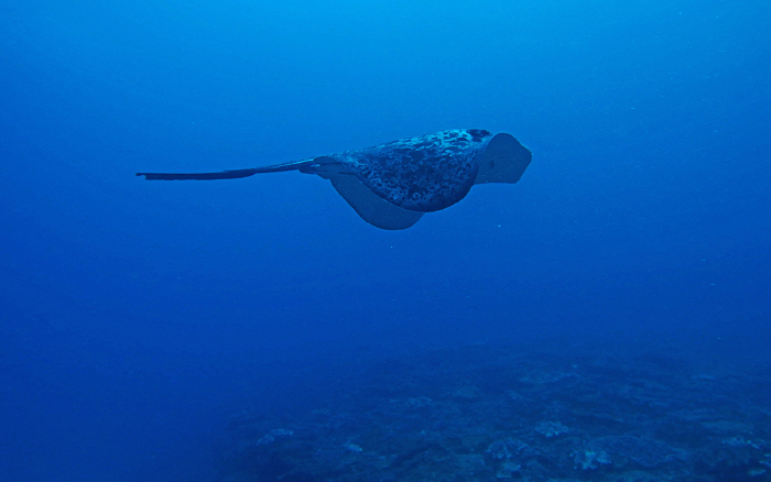 等待manta的时候路过的一只鳐鱼,据说是斑点鳐.