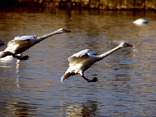 神雕山野生动物自然保护区