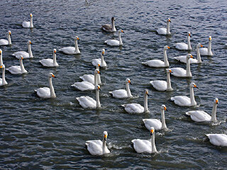 神雕山野生动物自然保护区