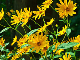 南万红椎林生态公园