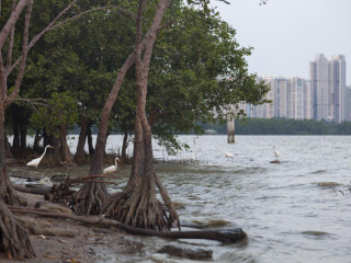深圳红树林自然保护区