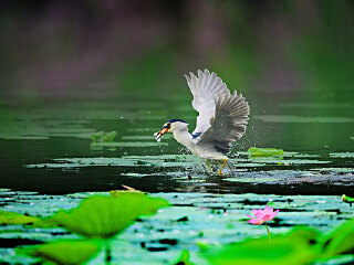 公平水库鸟类自然保护区