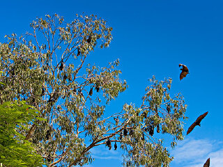 道格拉斯港野生动物栖息地动物园
