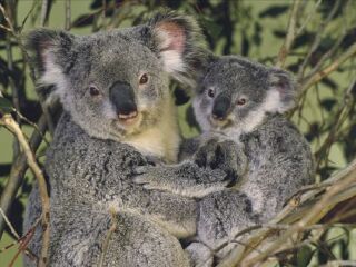 道格拉斯港野生动物栖息地动物园