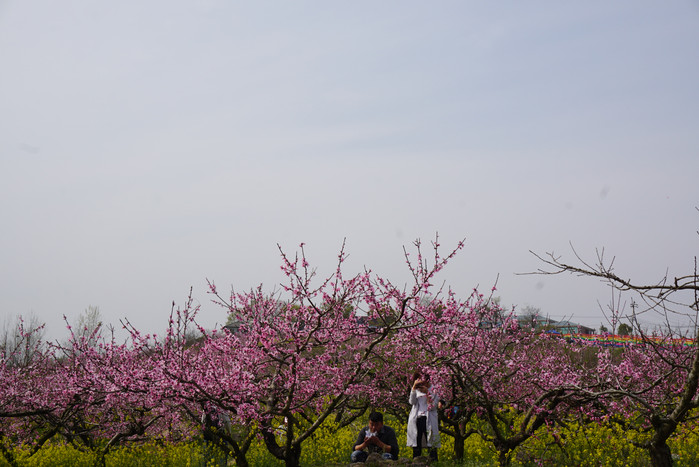 南京市六合区的竹镇桃花岛,万亩荒山经过数