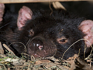 塔斯马尼亚恶魔公园