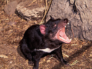 塔斯马尼亚恶魔公园