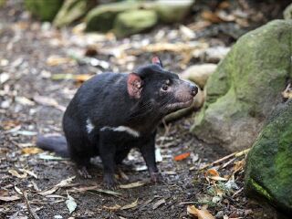 塔斯马尼亚恶魔公园