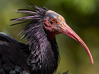 约翰内斯堡动物园