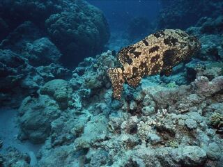 昆士兰海底世界