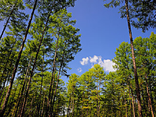 浮烟山森林公园