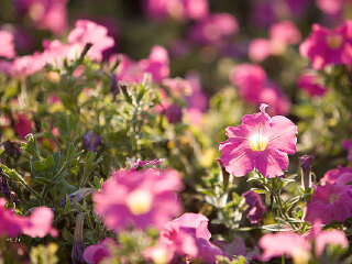 上新花园休闲游乐区