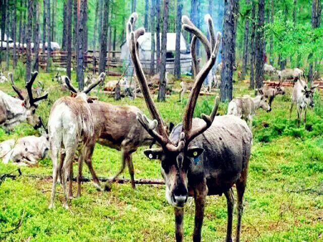  长春 长白山 魔界 镜泊湖 哈尔滨 漠河 北极村卧动9日游>精彩连线,0