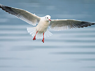 水林乡塭底国际赏鸟湿地