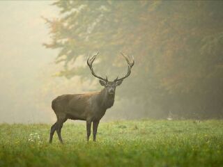 南海子麋鹿苑博物馆