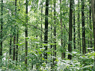 桃山村休闲农场