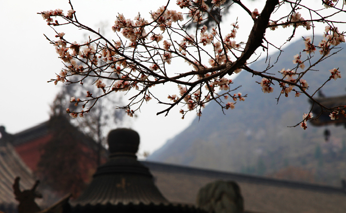 桃花潭水猜一个成语_桃花潭水图片(3)