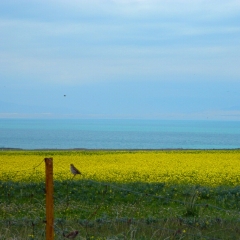 青海湖的#旅图换旅费# #旅拍#