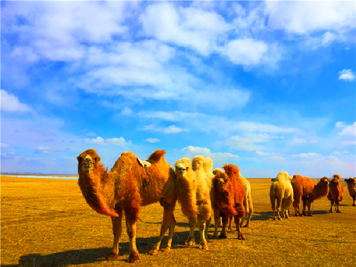  呼伦贝尔草原上的骆驼