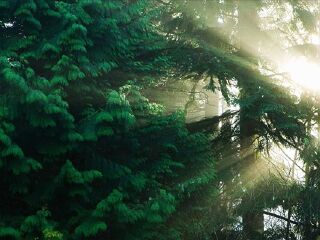 寻梦谷森林乐园